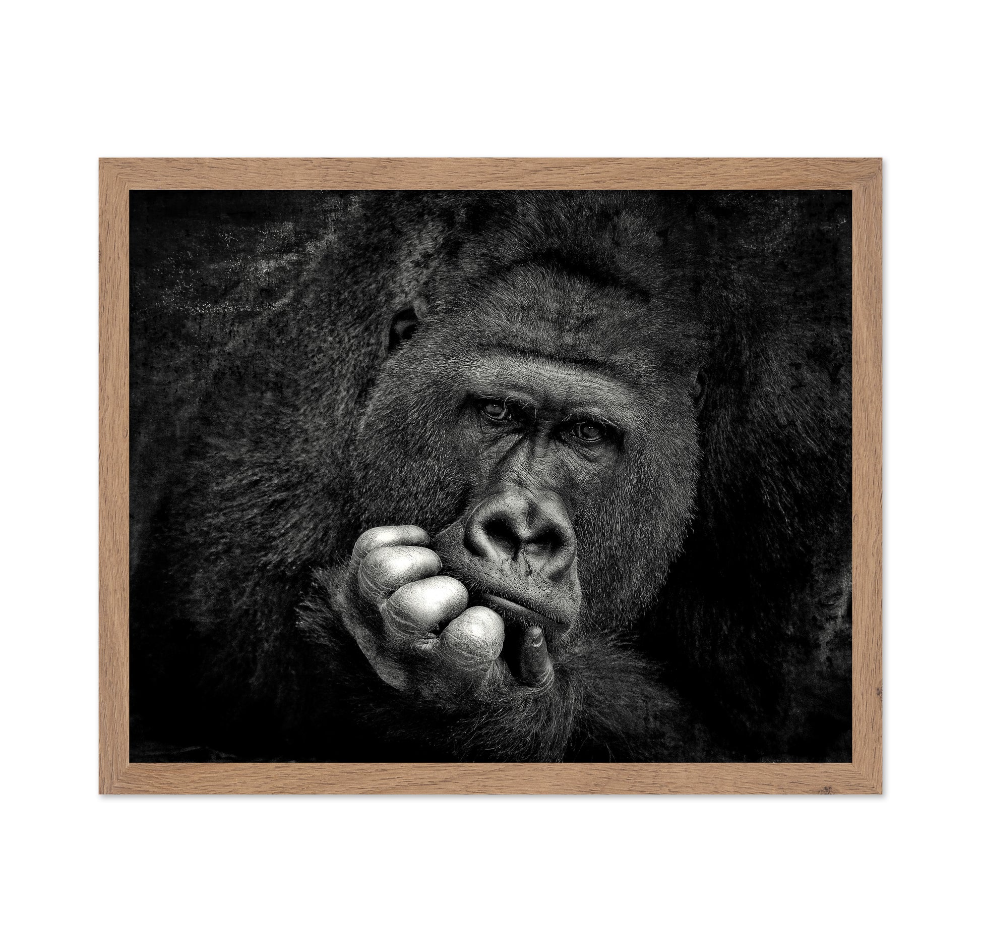 Portrait of a Gorilla