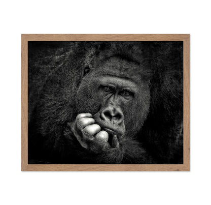 Portrait of a Gorilla
