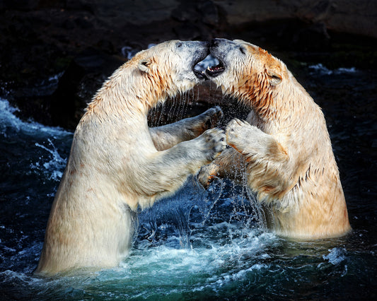Battle & Kisses