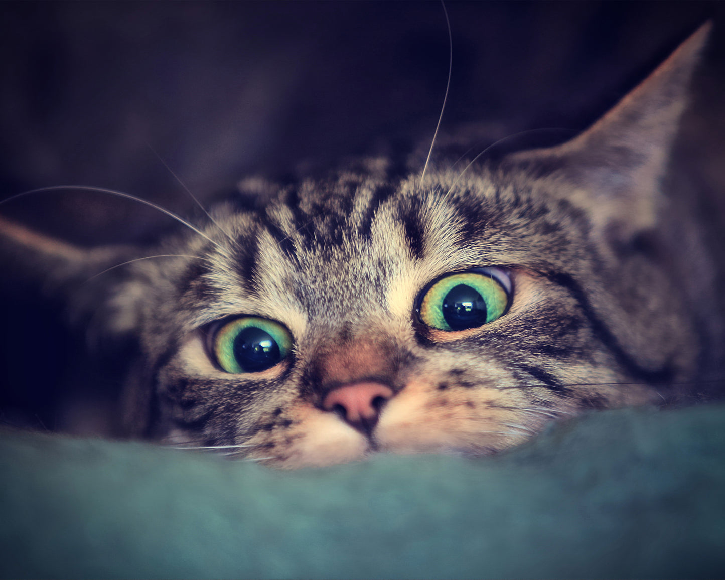 Surprise Kitten