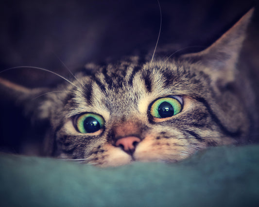 Surprise Kitten