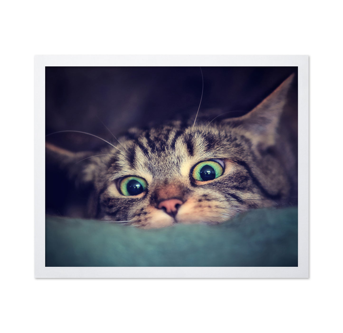 Surprise Kitten