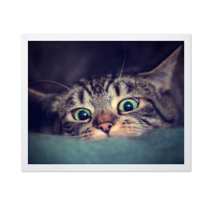 Surprise Kitten