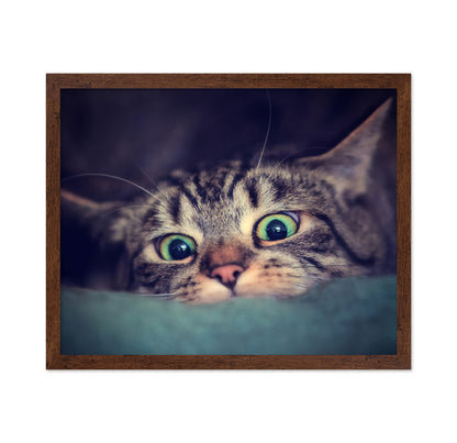 Surprise Kitten