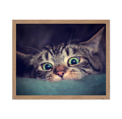 Surprise Kitten