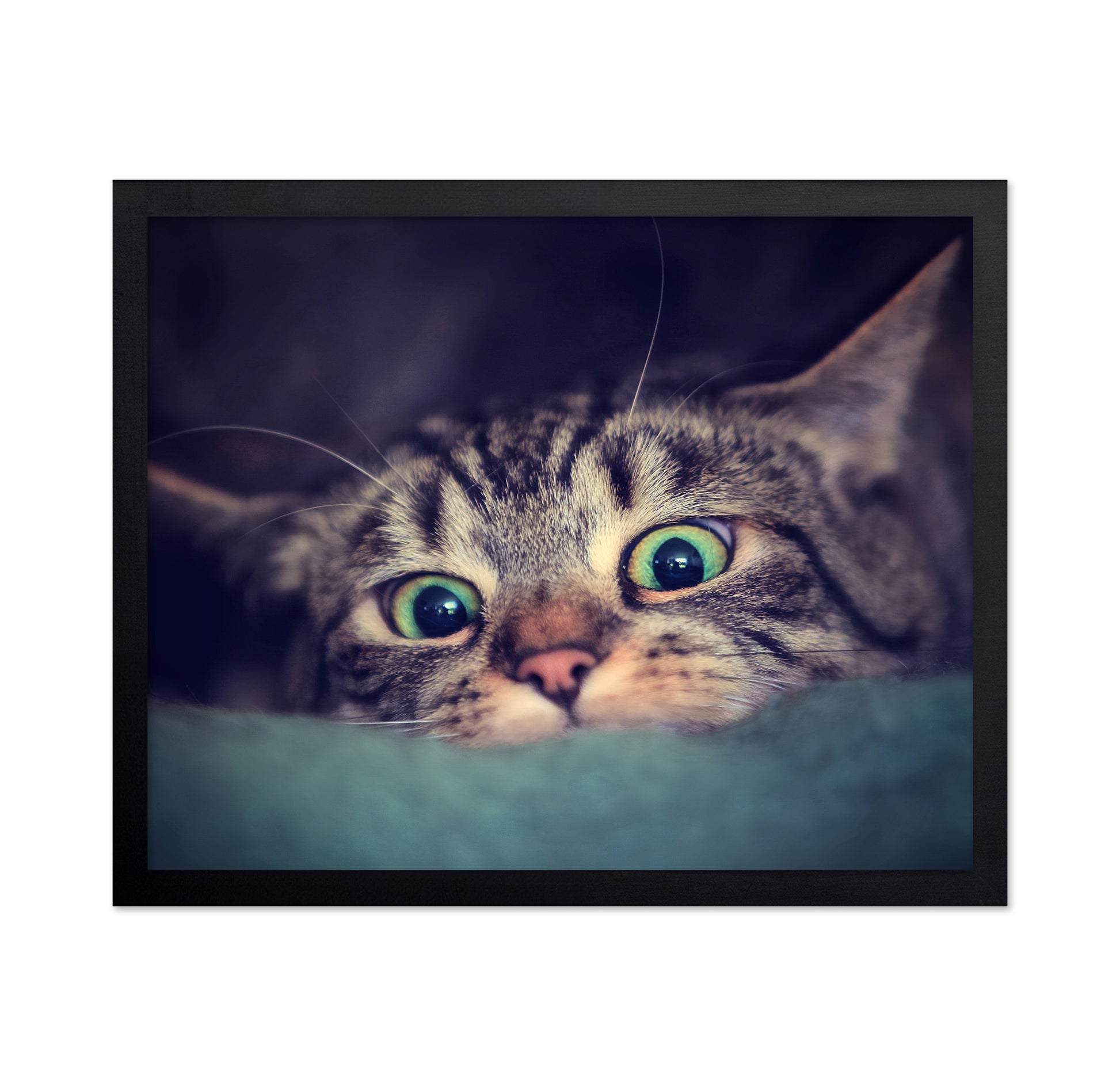 Surprise Kitten