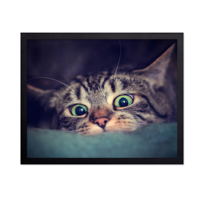 Surprise Kitten