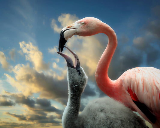 The Nestling