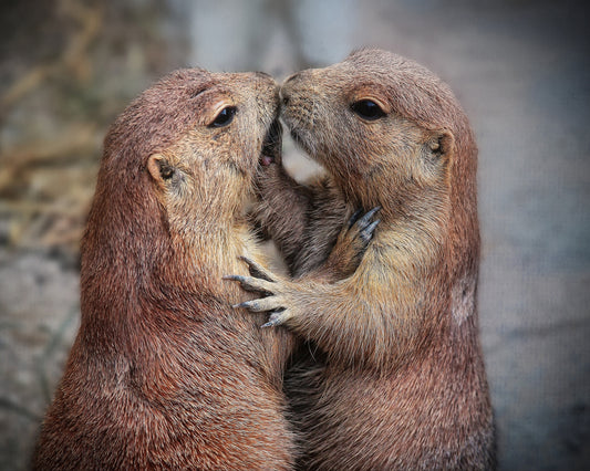 Prairie Dogs Kiss