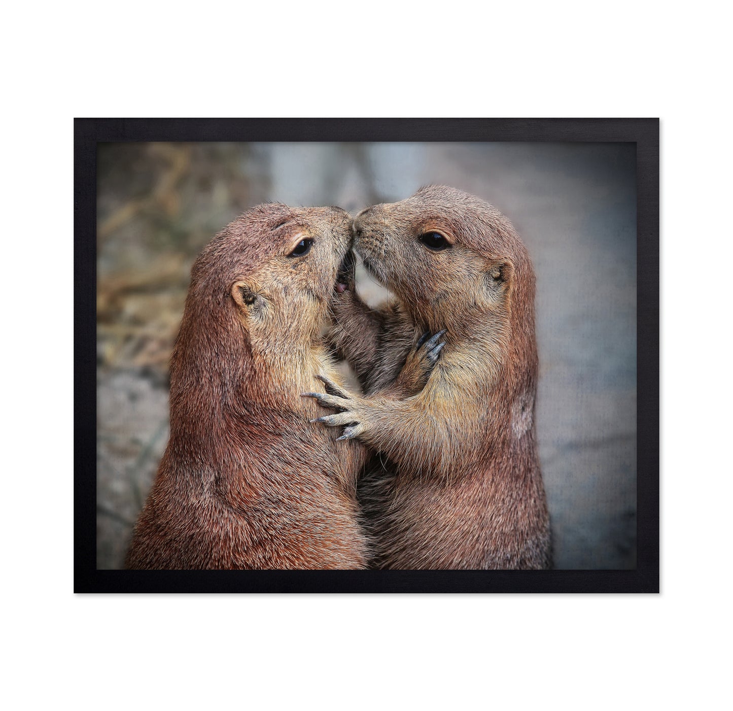 Prairie Dogs Kiss