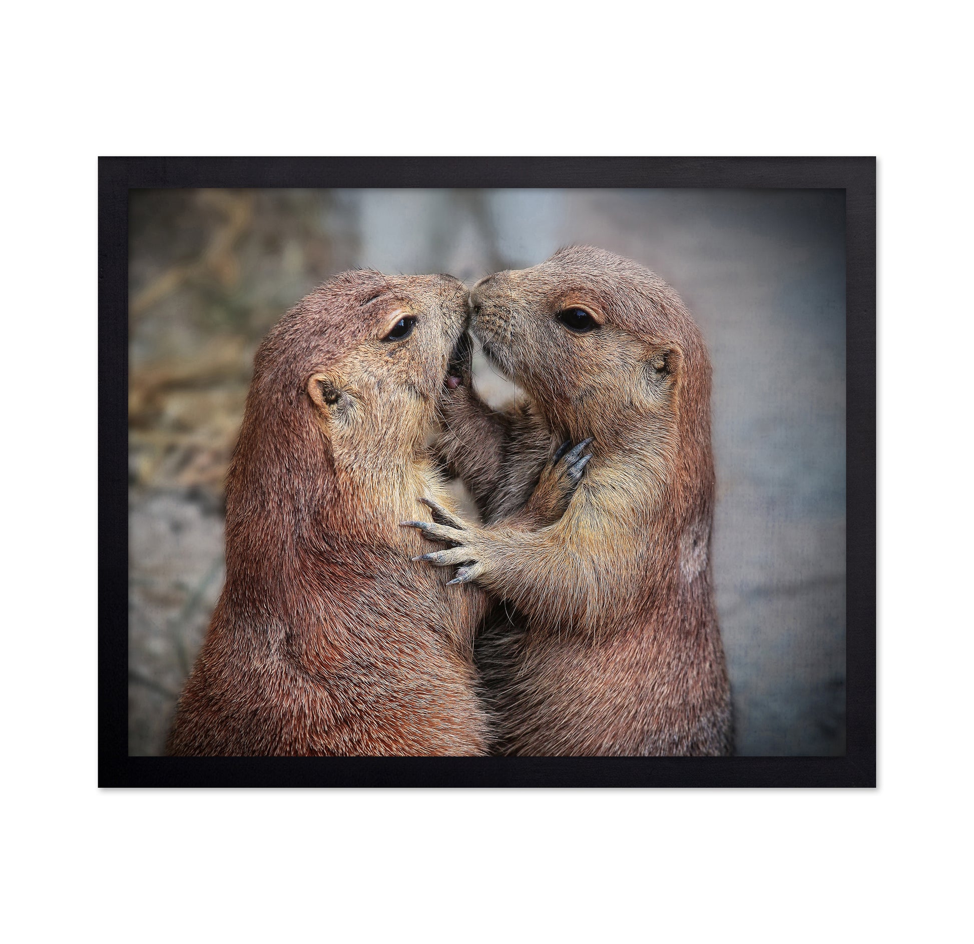 Prairie Dogs Kiss