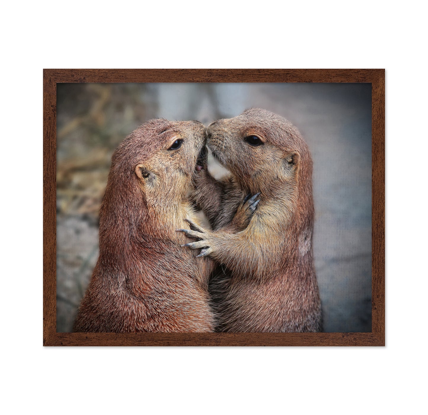 Prairie Dogs Kiss