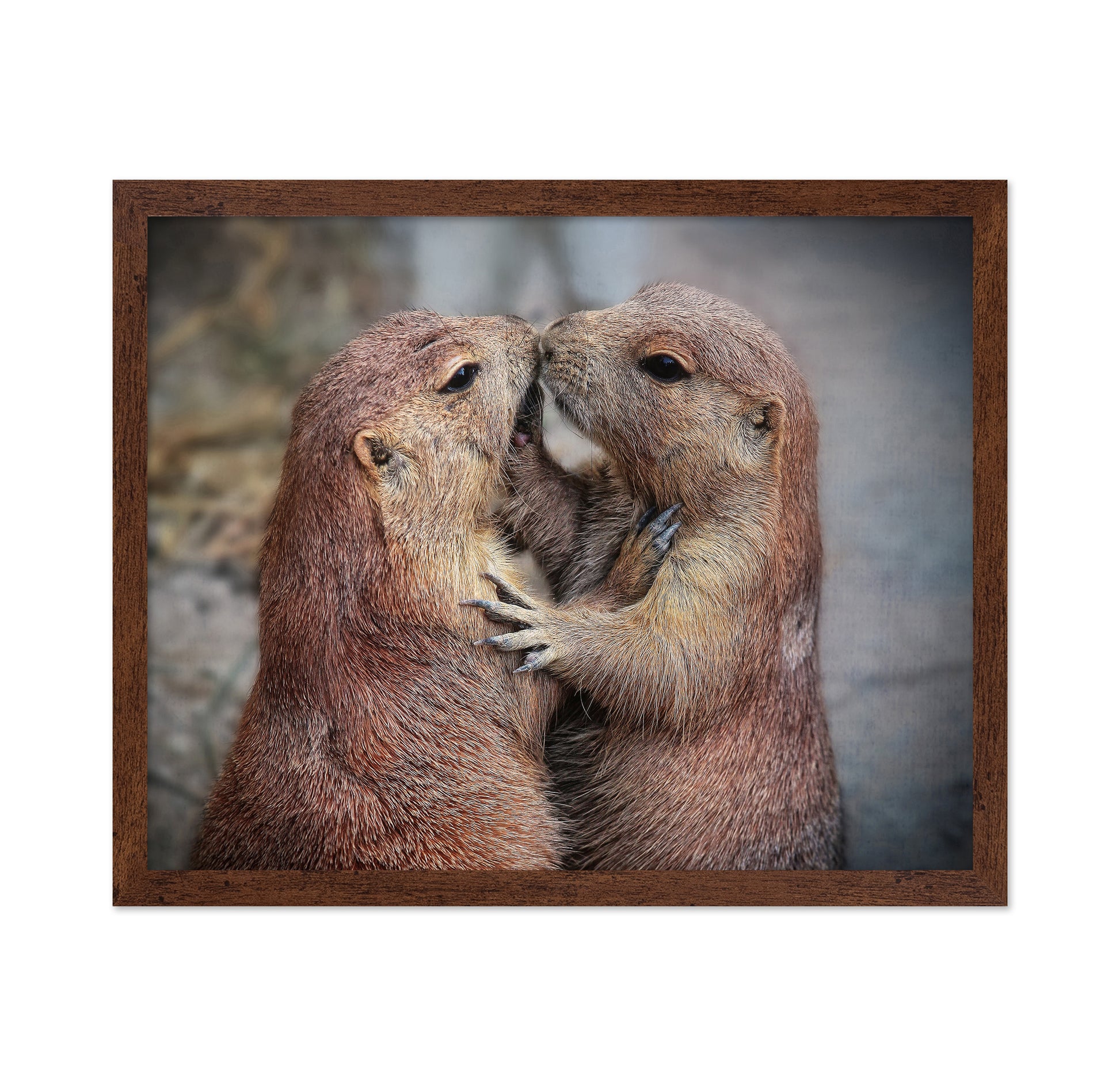 Prairie Dogs Kiss