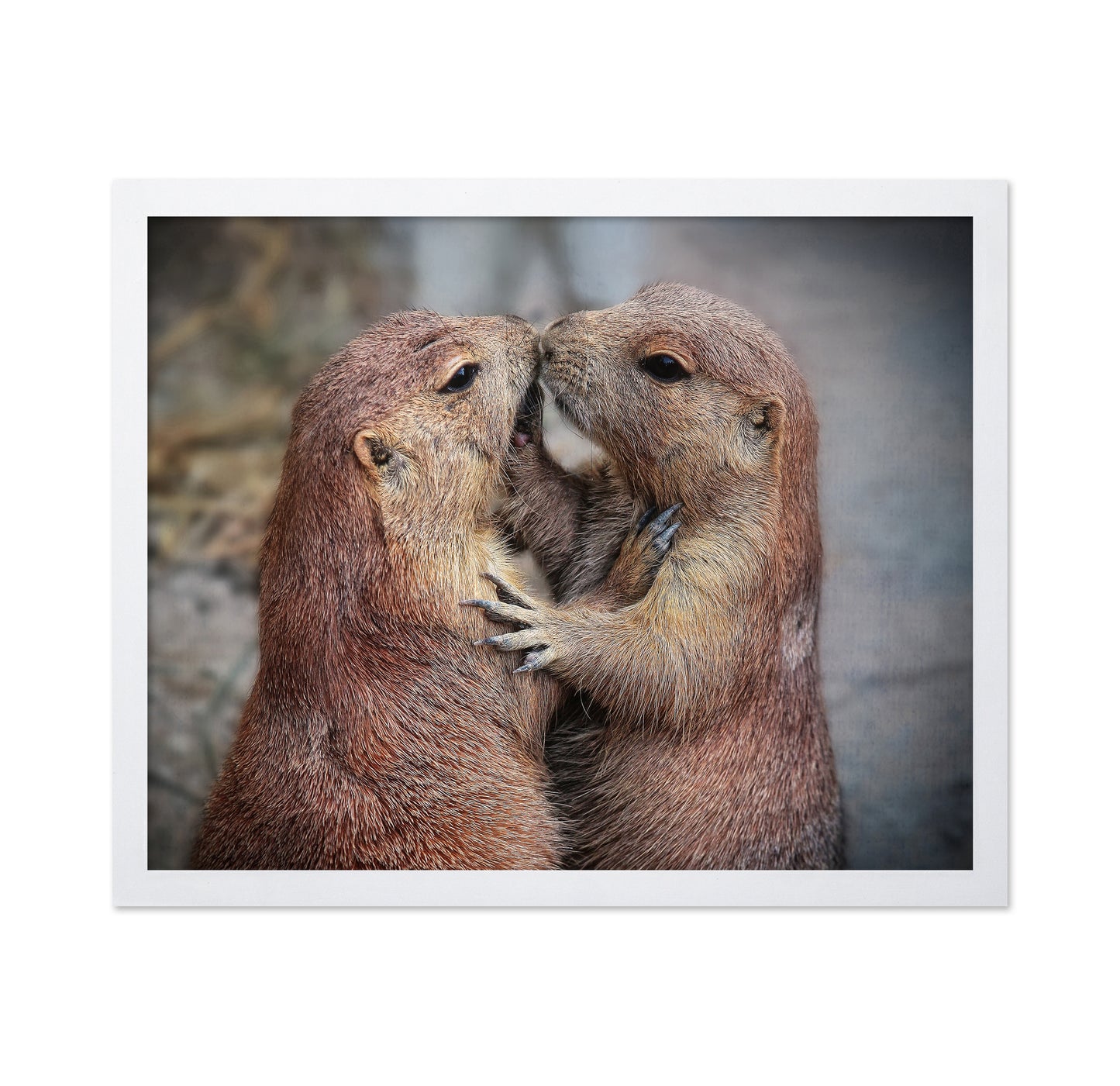 Prairie Dogs Kiss