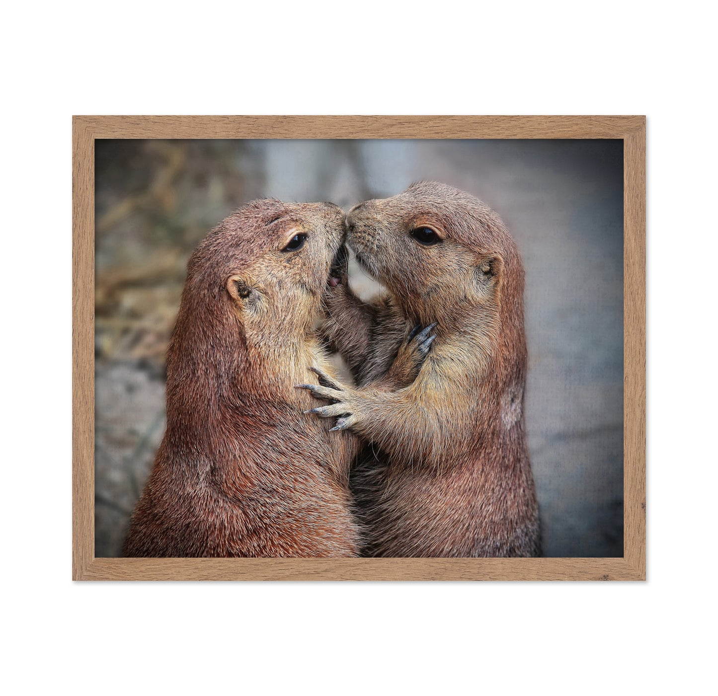 Prairie Dogs Kiss