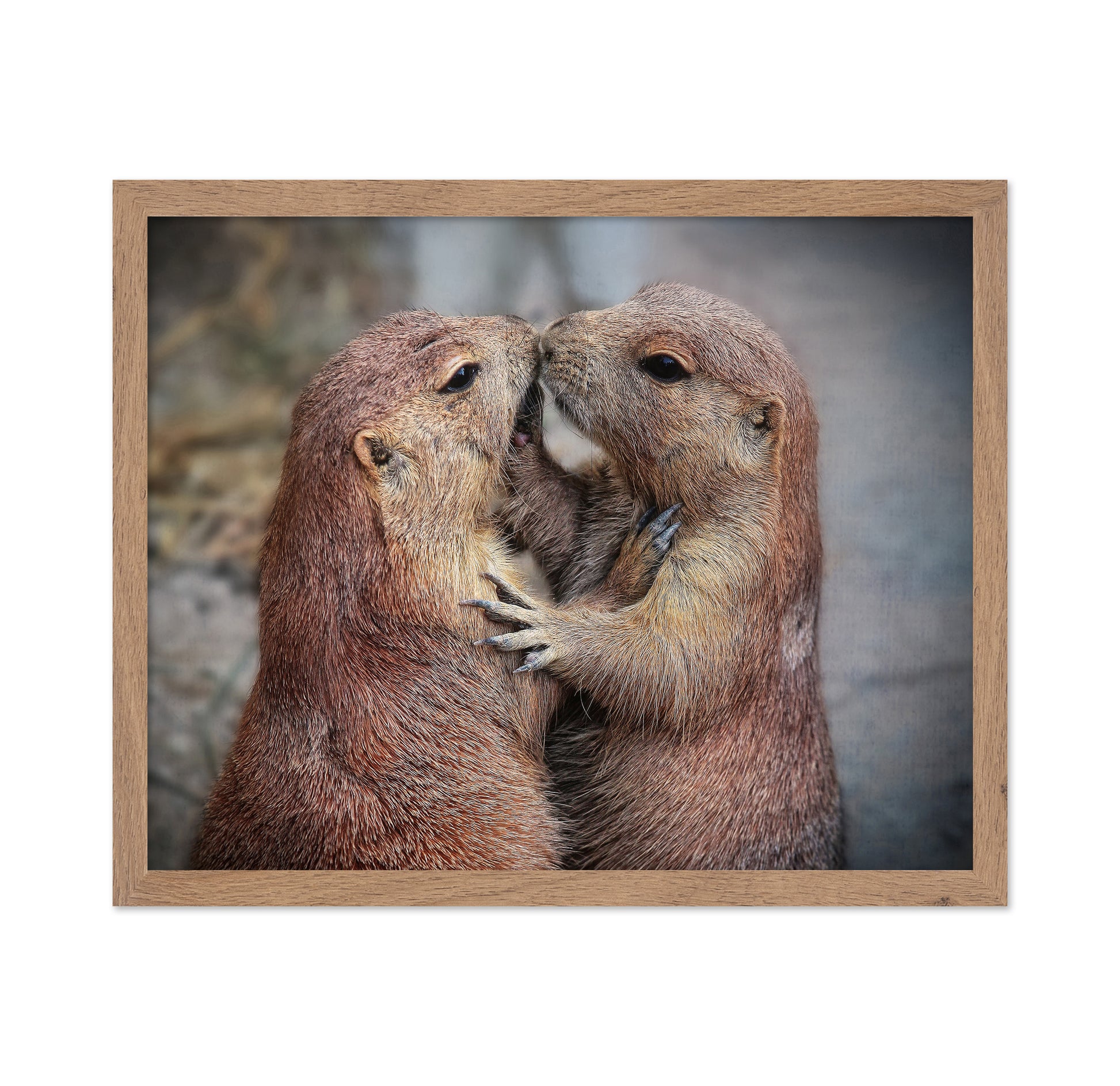 Prairie Dogs Kiss