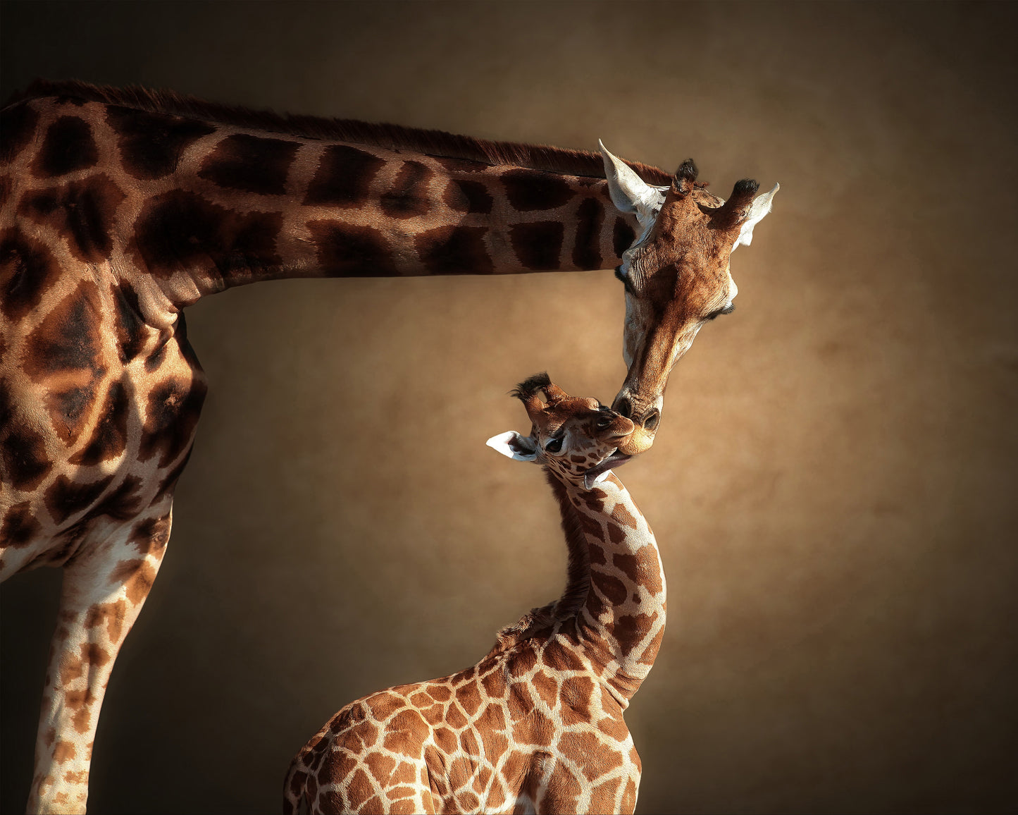 Mother Giraffe and Her Calf