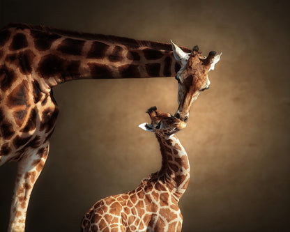 Mother Giraffe and Her Calf