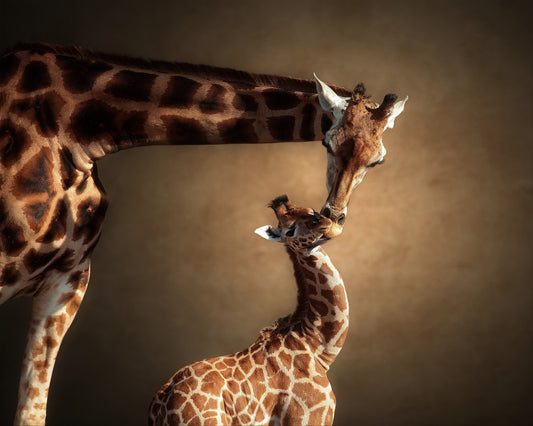 Mother Giraffe and Her Calf