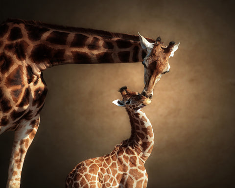 Mother Giraffe and Her Calf