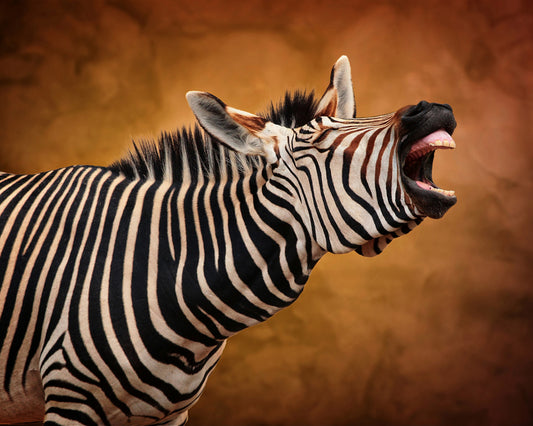 Braying Zebra