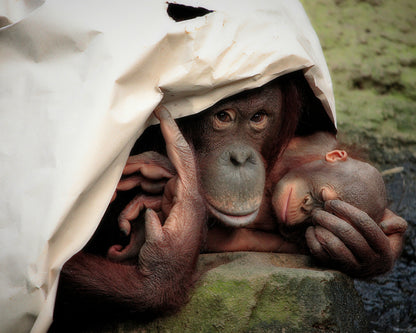 Privacy