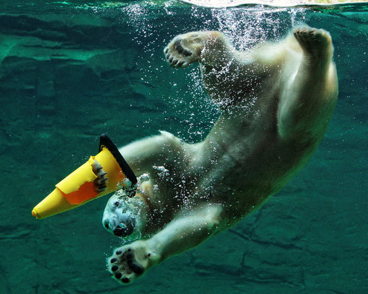 Diving Polar Bear