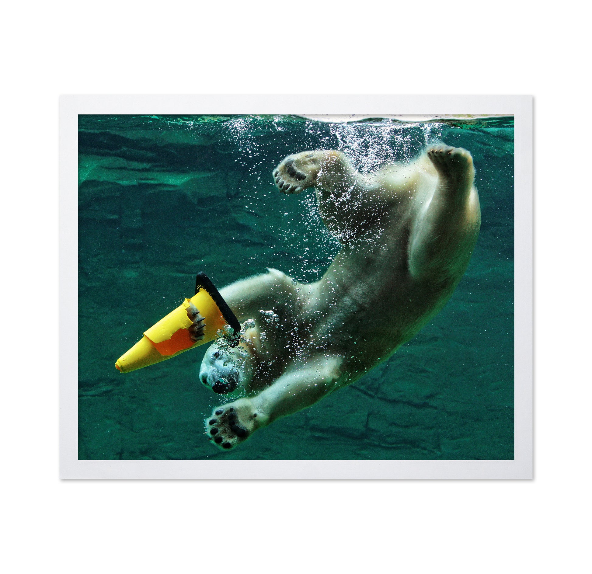Diving Polar Bear