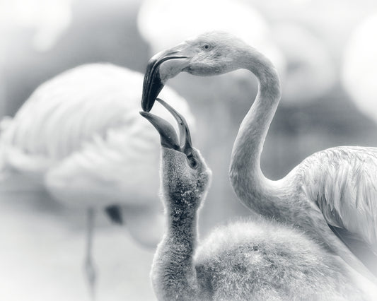 Flamingo Feeding a Chick