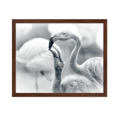 Flamingo Feeding a Chick