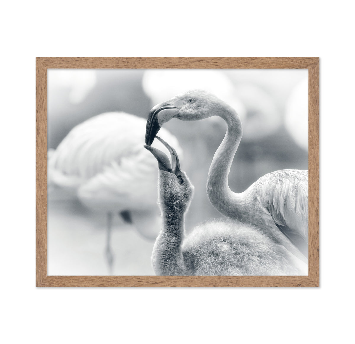Flamingo Feeding a Chick
