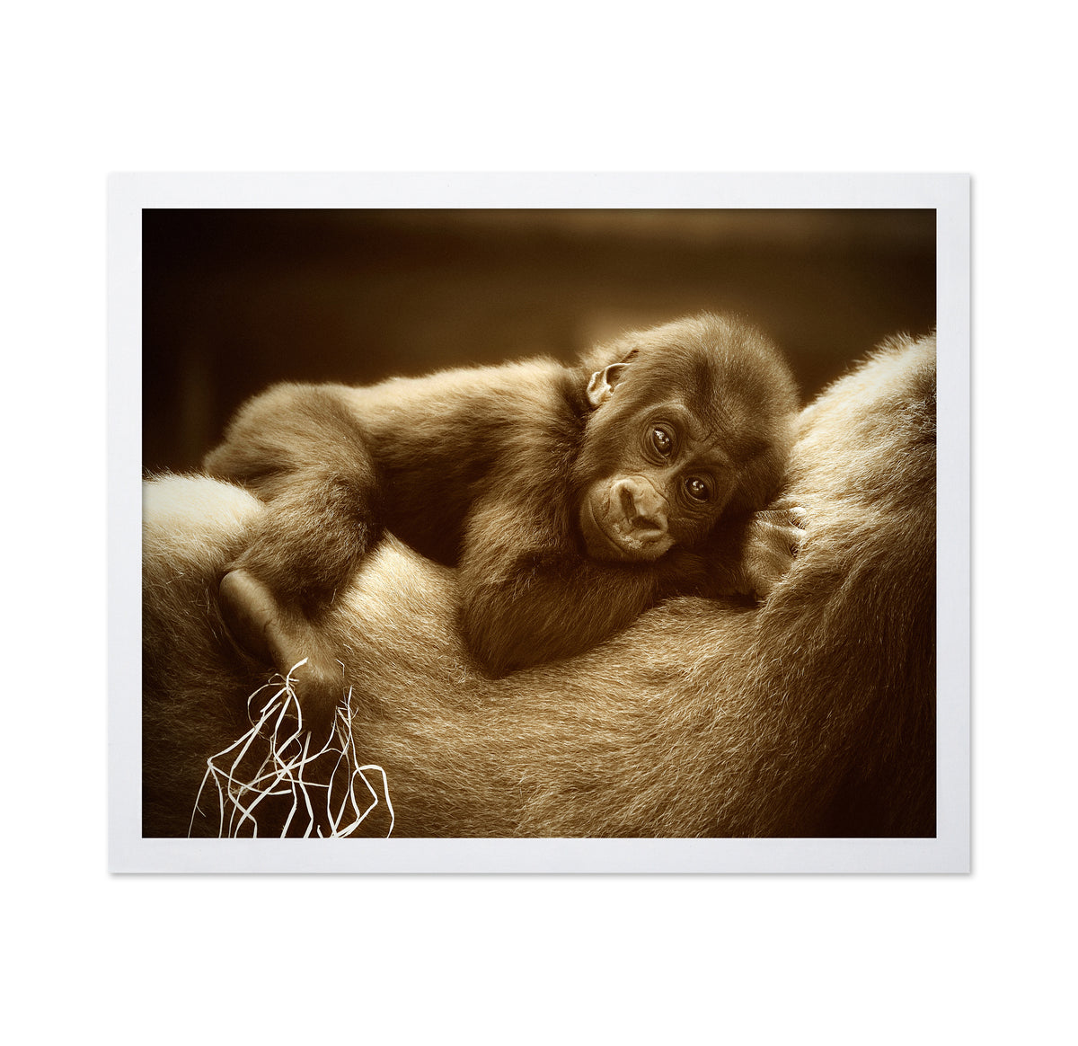 The Golden Side Of Life