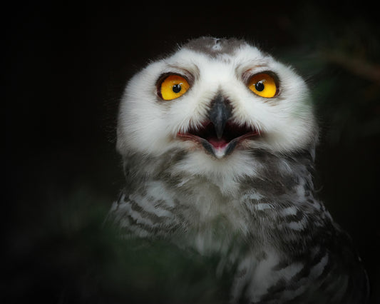 Juvenile Snowy Owl