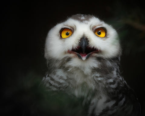 Juvenile Snowy Owl