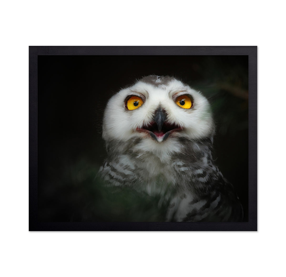Juvenile Snowy Owl