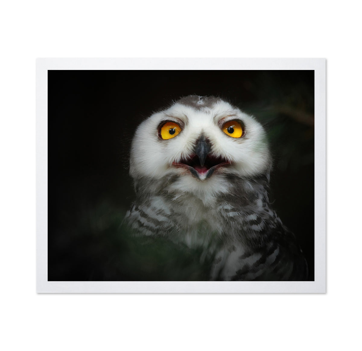 Juvenile Snowy Owl