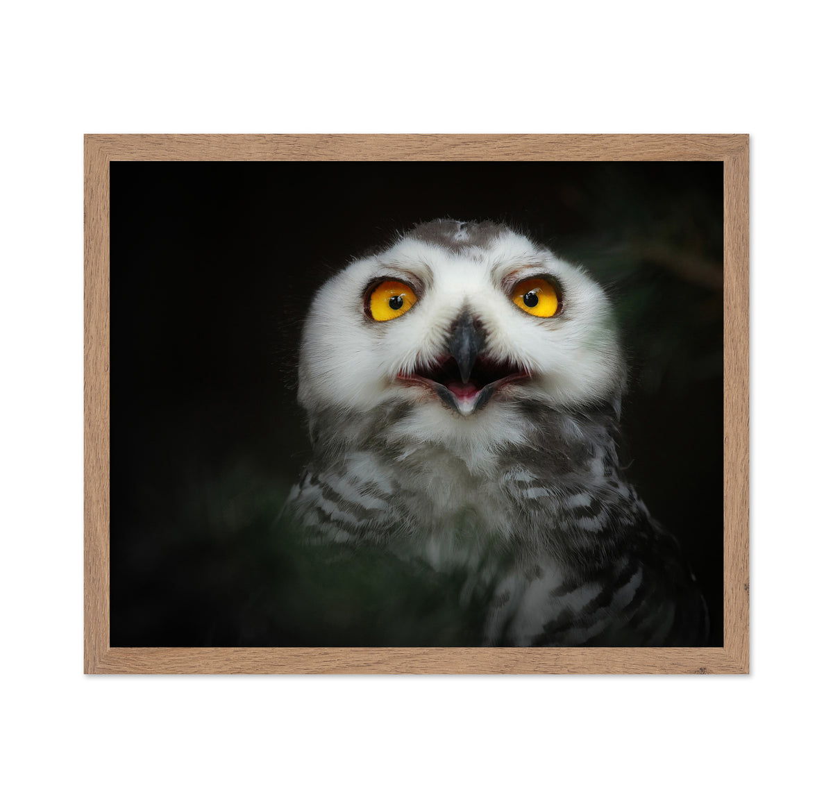 Juvenile Snowy Owl