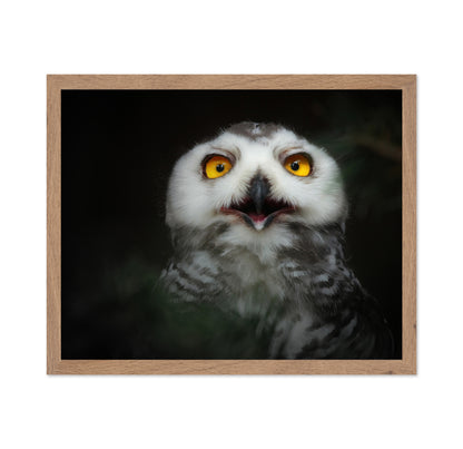 Juvenile Snowy Owl
