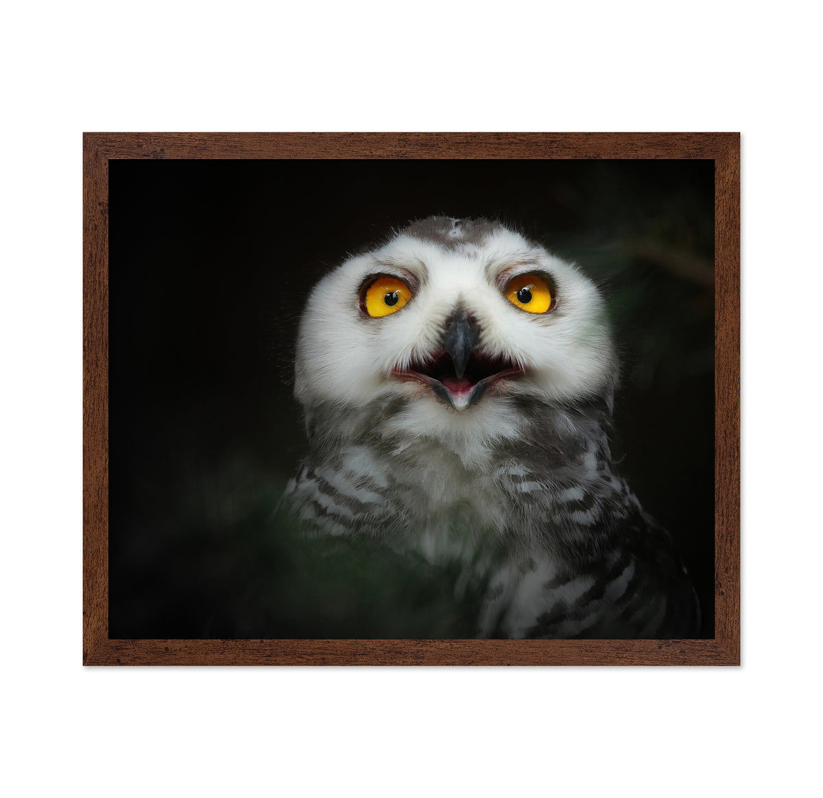 Juvenile Snowy Owl