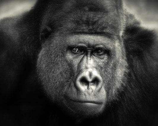Gorilla Portrait No1