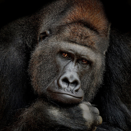 Peaceful Giant