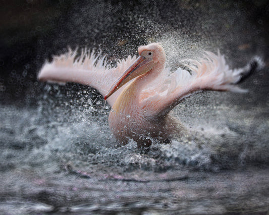 Splashing in the Water