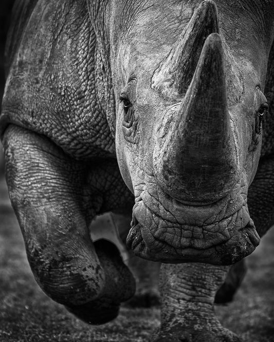 White Rhino