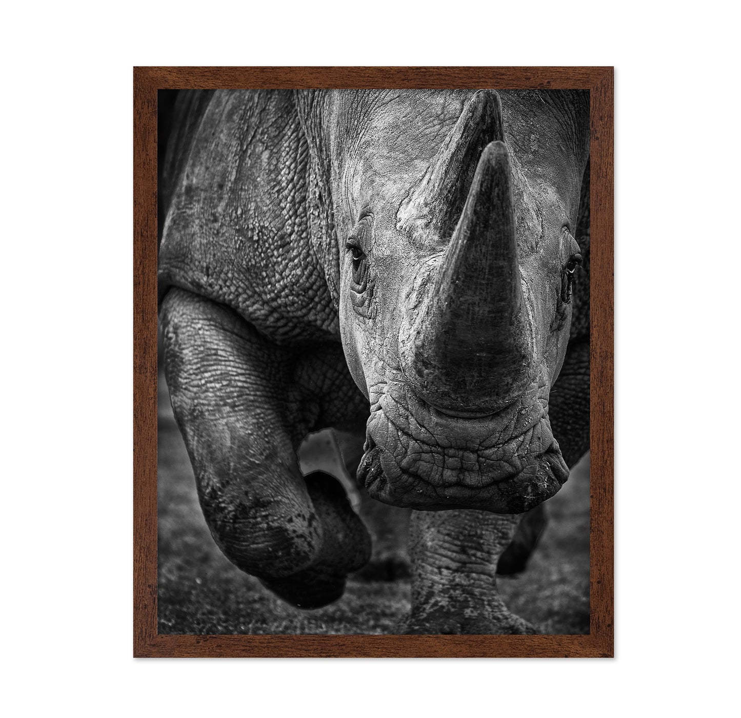 White Rhino
