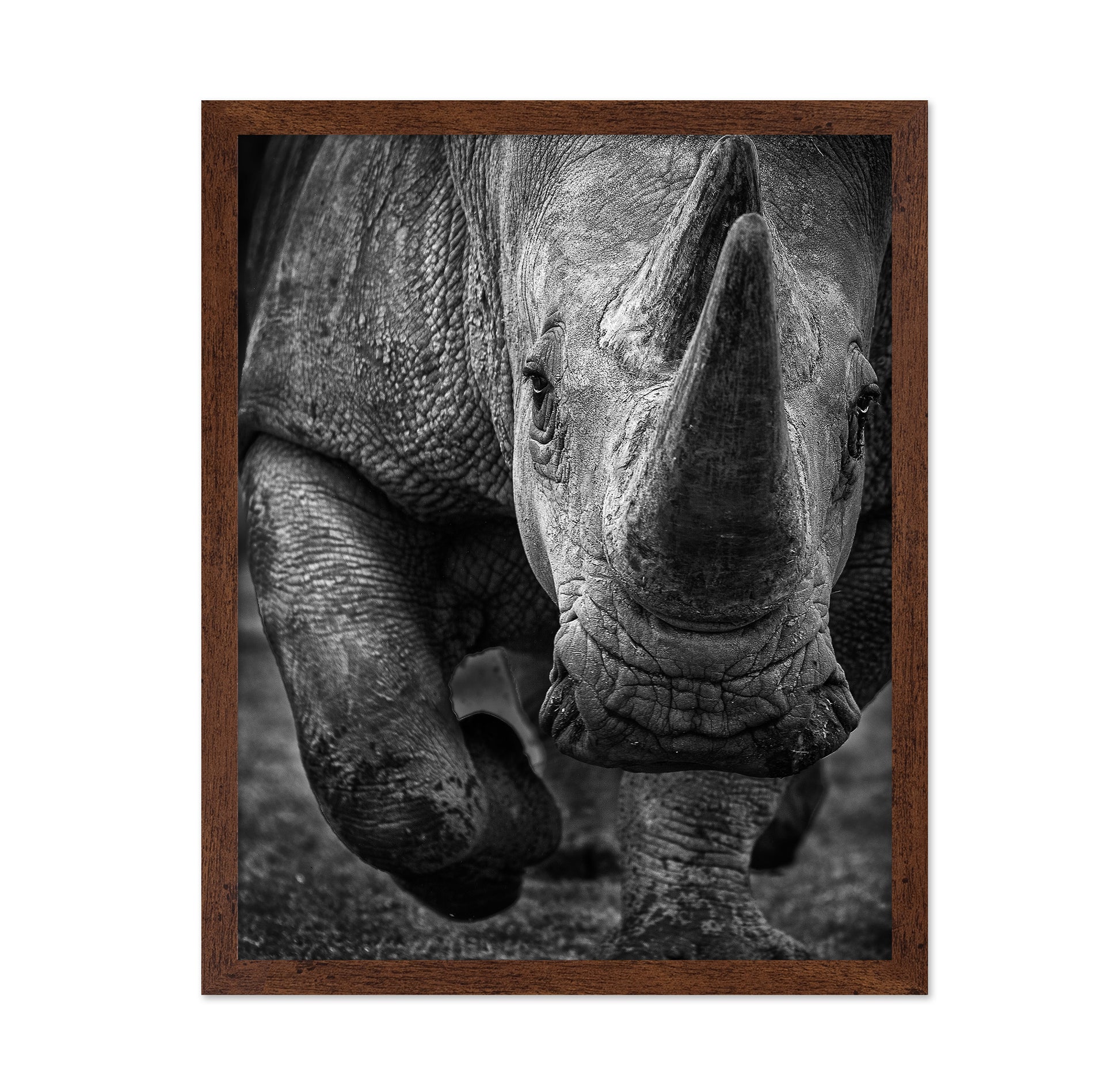 White Rhino