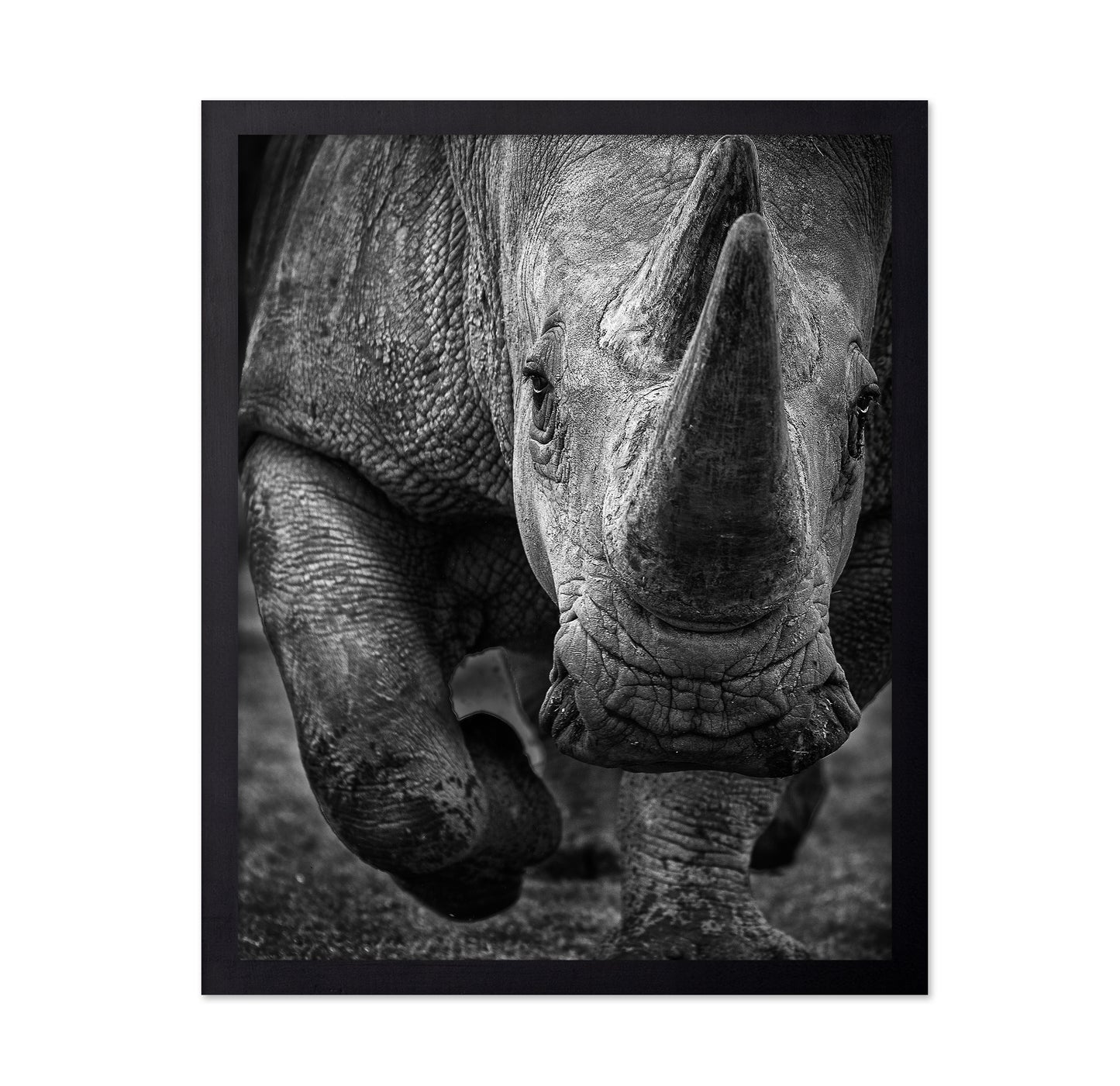White Rhino