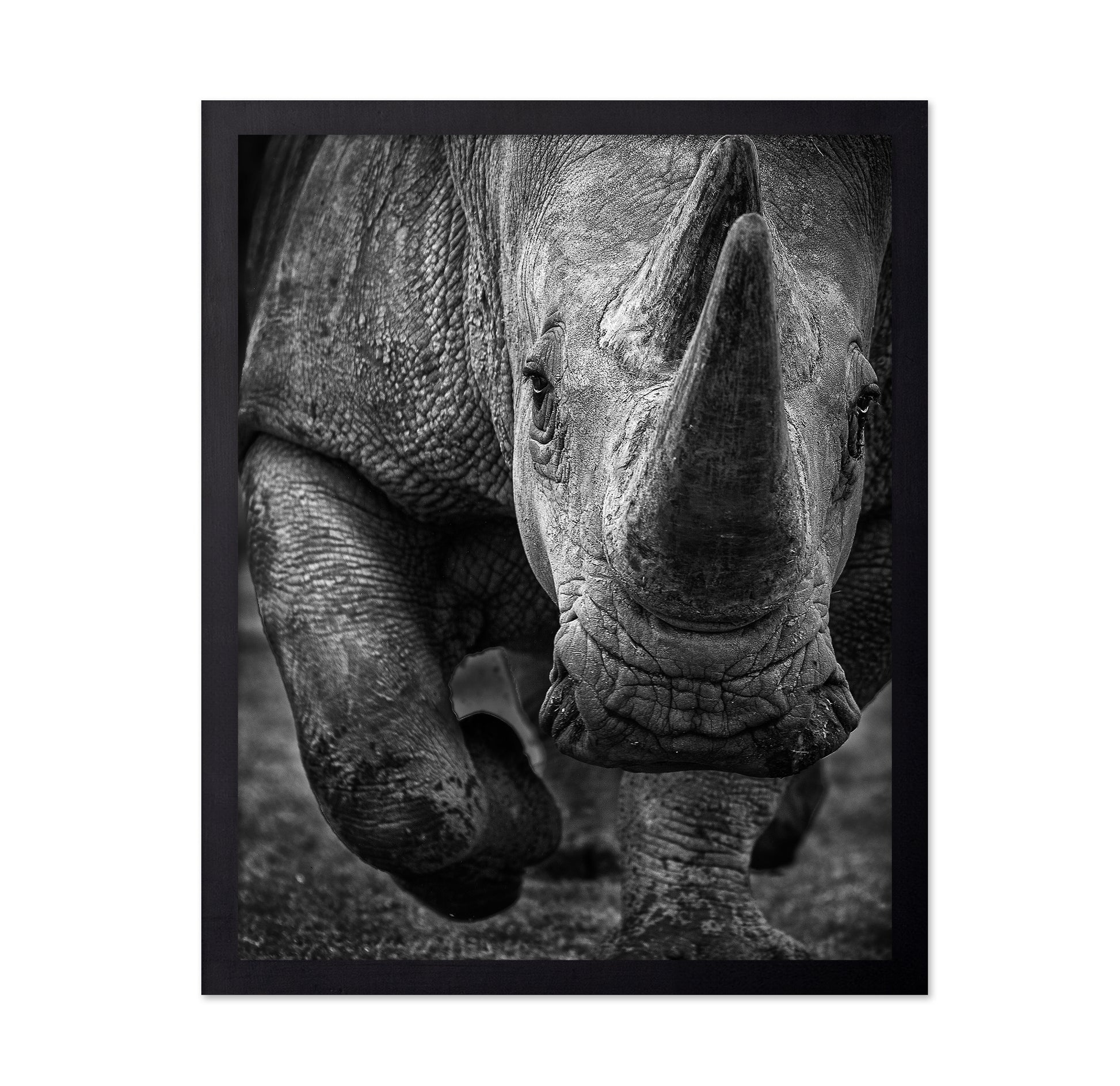 White Rhino