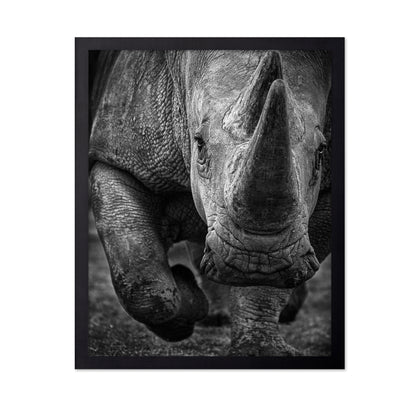 White Rhino