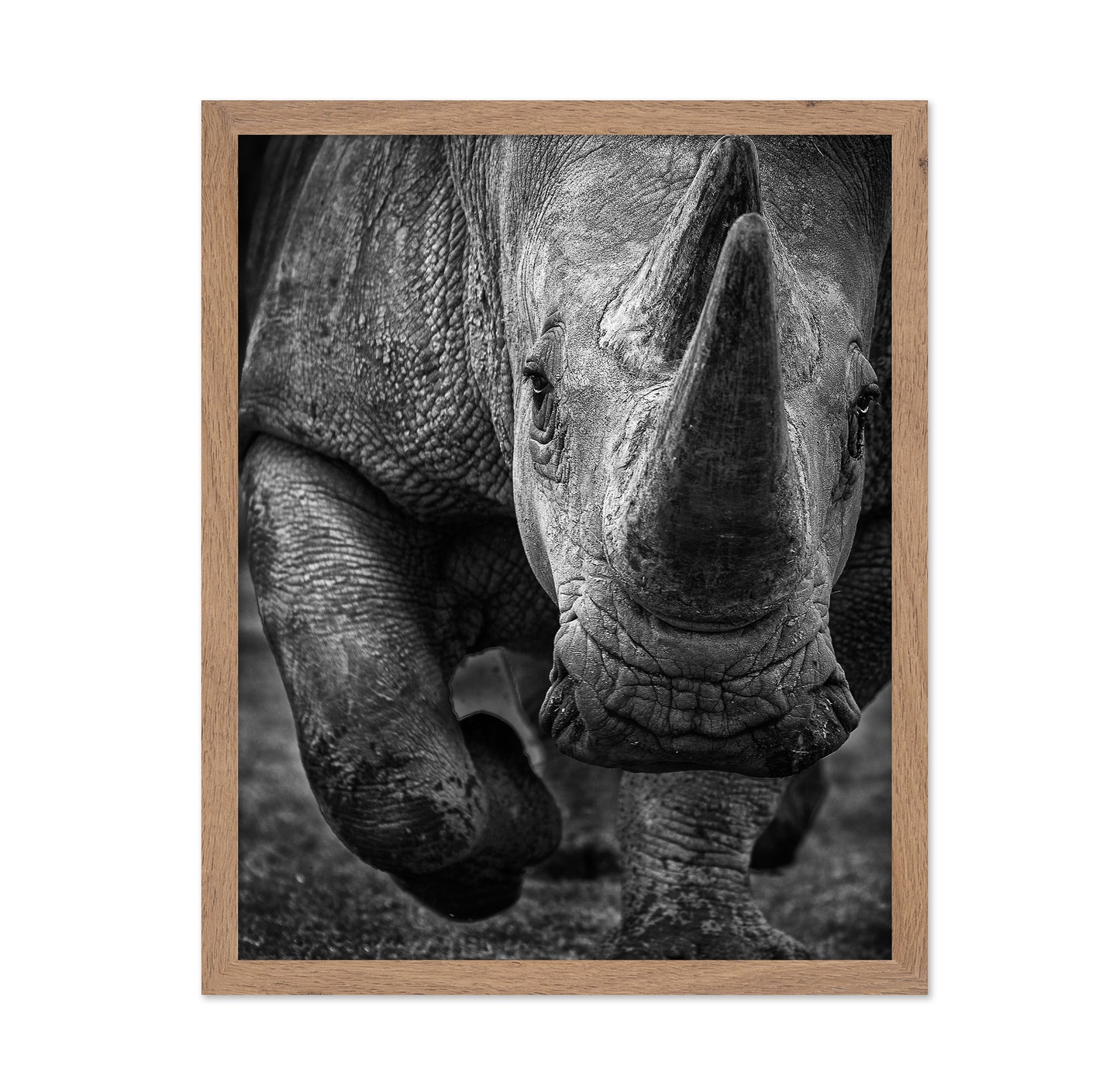 White Rhino