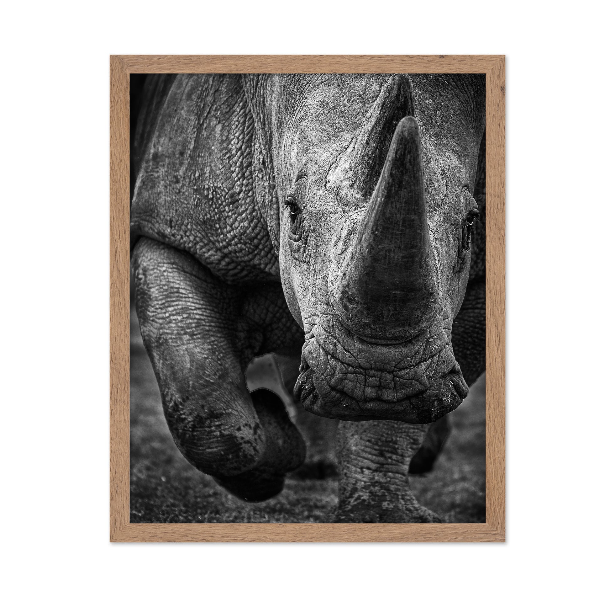 White Rhino